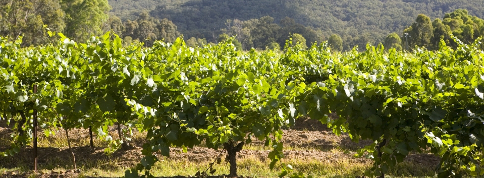 Hunter Valley 